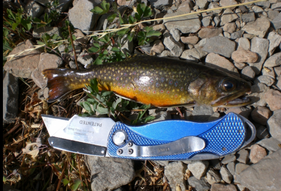 A FAT, invasive brook trout